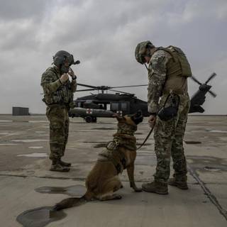 Military dog wallpaper