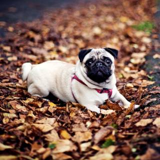 Dogs autumn wallpaper