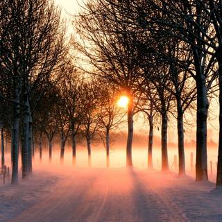 Orange winter wallpaper