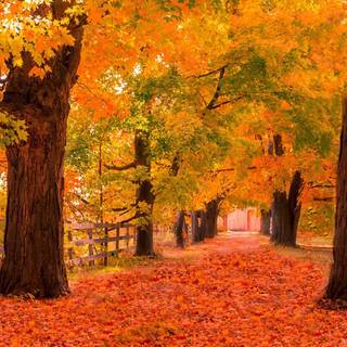 Autumn Windows 10 wallpaper