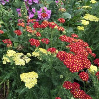 Digitalis thapsi wallpaper