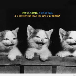 Funny friends wallpaper