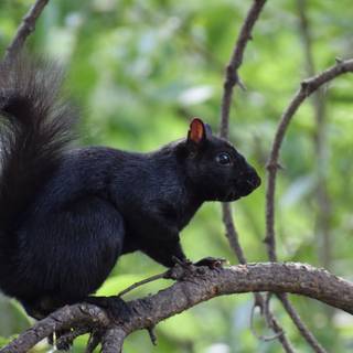 Black squirrels wallpaper
