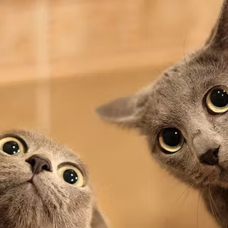 Silly animals wallpaper