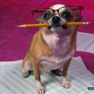 Silly animals wallpaper