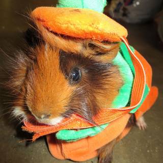 Hamster Halloween wallpaper