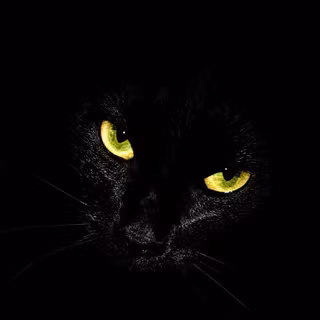 Black cat with golden eyes wallpaper