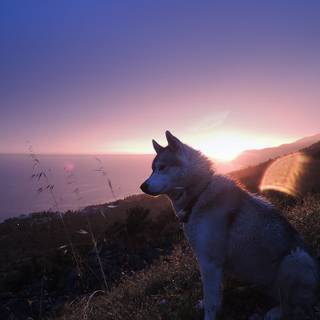 Sunset Husky wallpaper