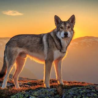 Sunset Husky wallpaper