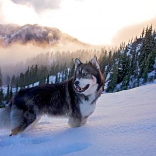 Sunset Husky wallpaper