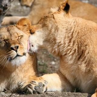 Lion couple wallpaper