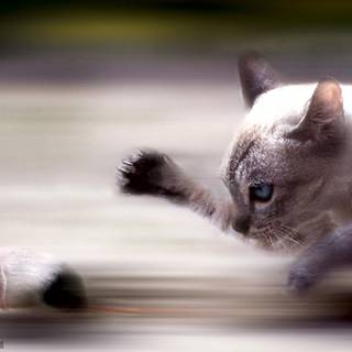 Cat and mouse wallpaper