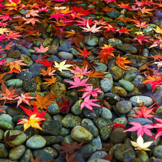 Autumn colour wallpaper