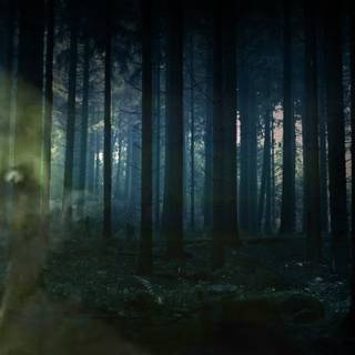 Horror forest wallpaper