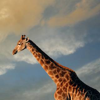 Cute giraffe iPhone wallpaper