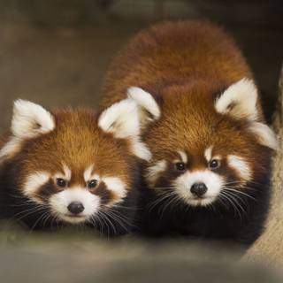 Cute red panda wallpaper