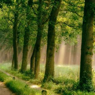 Rainy foggy forest desktop wallpaper