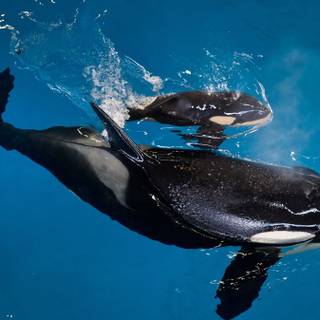 Baby killer whale wallpaper