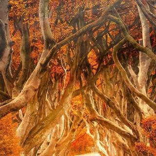 Autumn iPhone 11 Pro wallpaper