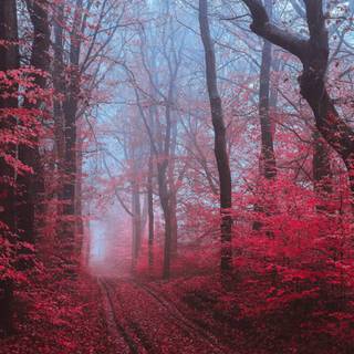 Autumn iPhone 11 Pro wallpaper