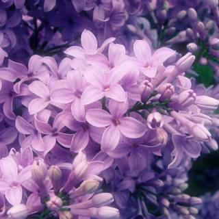 Lilac aesthetic desktop wallpaper