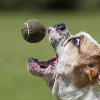 Dog ball wallpaper
