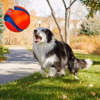 Dog ball wallpaper