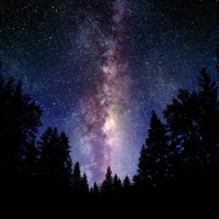 Galaxy forest wallpaper