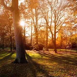 Autumn shadows wallpaper