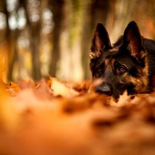 Cute dogs autumn wallpaper