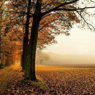 Autumn leaves trees wallpaper