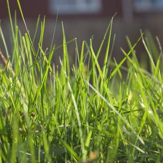 Long grass wallpaper