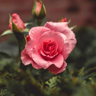 Rose water wallpaper