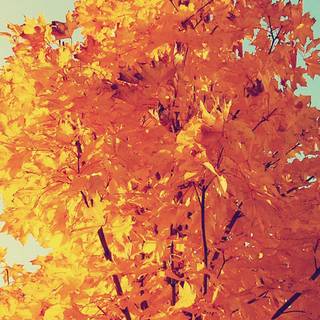 Vintage fall wallpaper