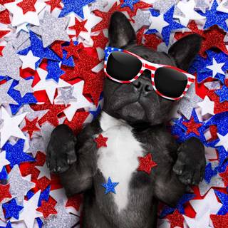 World Animal Day wallpaper