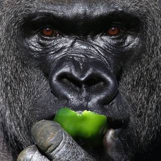Silverback wallpaper