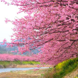 Japanese pink tree desktop wallpaper