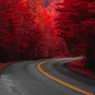 Aesthetic road with trees wallpaper