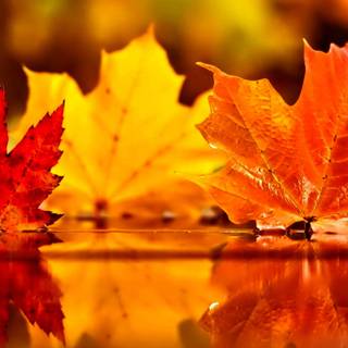 Spooky autumn wallpaper