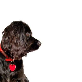 Dog background images