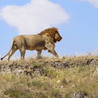 Lion desktop wallpaper