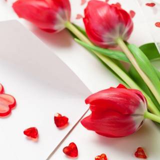 Red tulip wallpaper