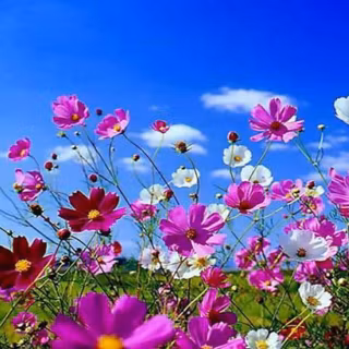 Seasonal wallpaper for desktop