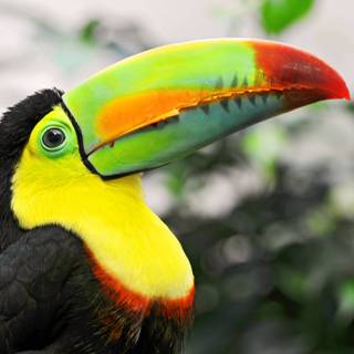 Toucan wallpaper