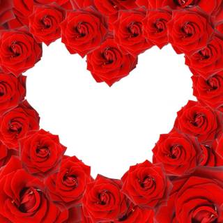 Red roses background