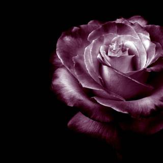 Purple roses background