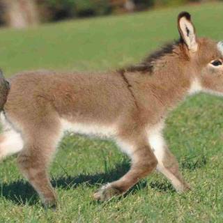 Donkey pictures free