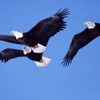 Flying eagle wallpaper