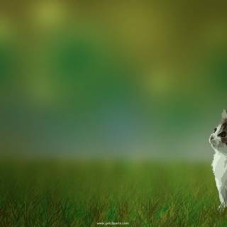 Cute wallpaper backgrounds