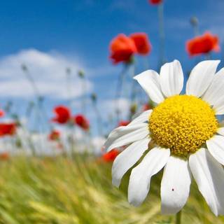 Spring free wallpaper